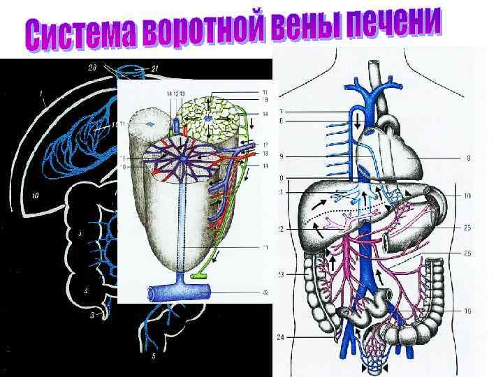 Верхняя полая вена рисунок