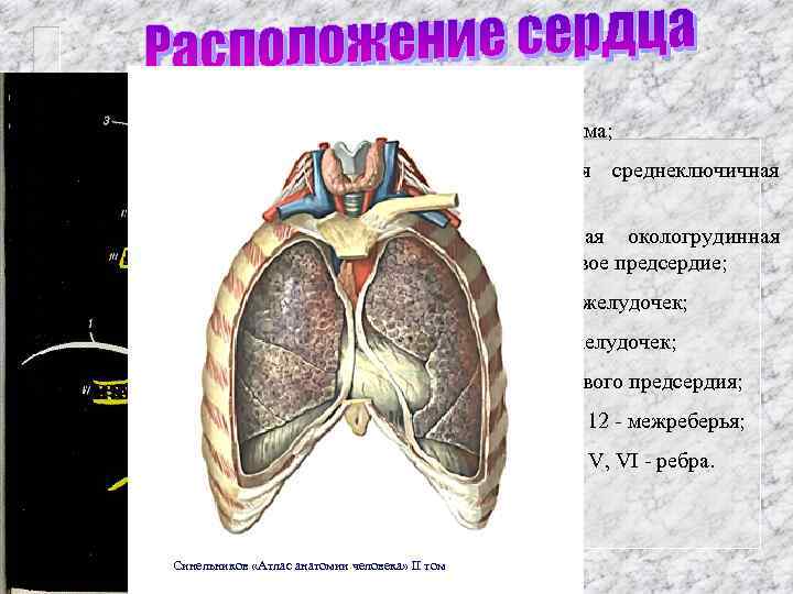 1 - диафрагма; 2 - левая среднеключичная линия; 3 - правая окологрудинная линия; правое