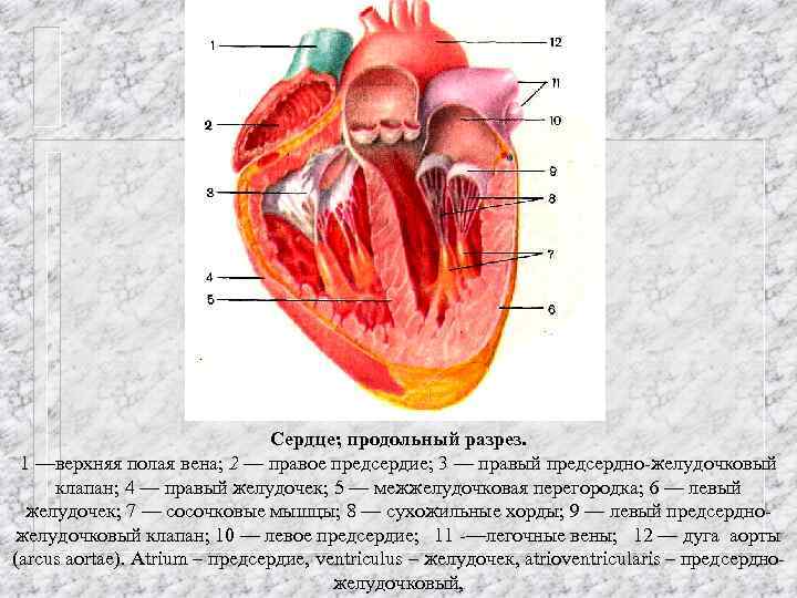 Сердце; продольный разрез. 1 —верхняя полая вена; 2 — правое предсердие; 3 — правый