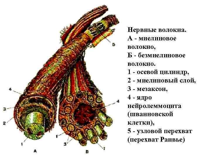 Нервные волокна. А - миелиновое волокно, Б - безмиелиновое волокно. 1 - осевой цилиндр,