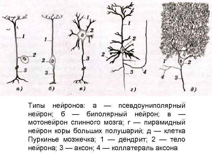 Псевдоуниполярный нейрон обозначен на рисунке буквой