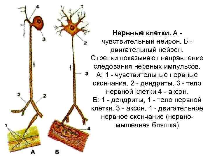 Нервные клетки. А чувствительный нейрон. Б двигательный нейрон. Стрелки показывают направление следования нервных импульсов.