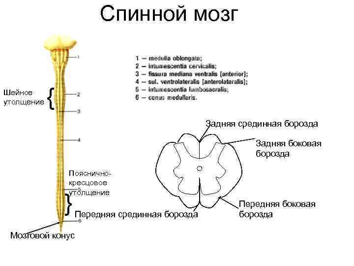 Спинной мозг Шейное утолщение { Задняя срединная борозда Задняя боковая борозда Поясничнокресцовое утолщение }