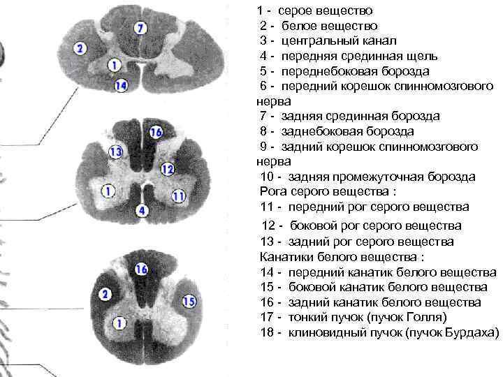 Рассмотрите рисунок 77 найдите спинномозговой канал центральный канал серое и белое вещество кратко