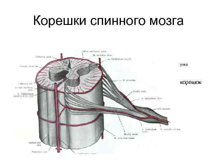 Корешки спинного мозга схема