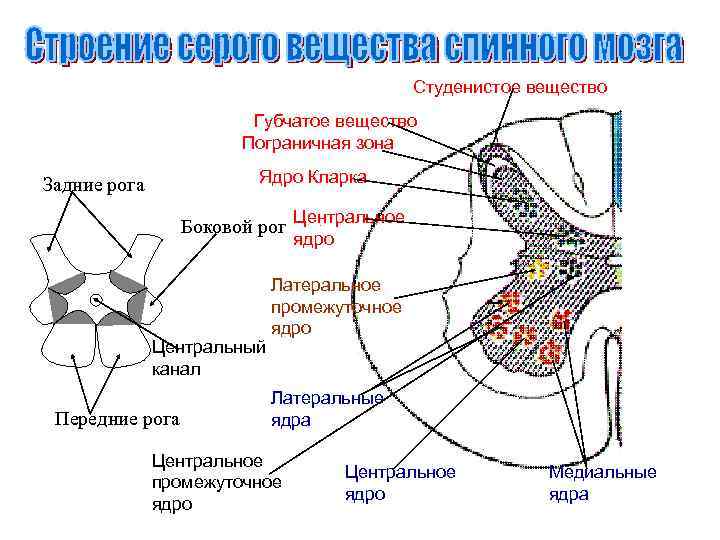 Студенистое вещество Губчатое вещество Пограничная зона Ядро Кларка Задние рога Боковой рог Центральное ядро