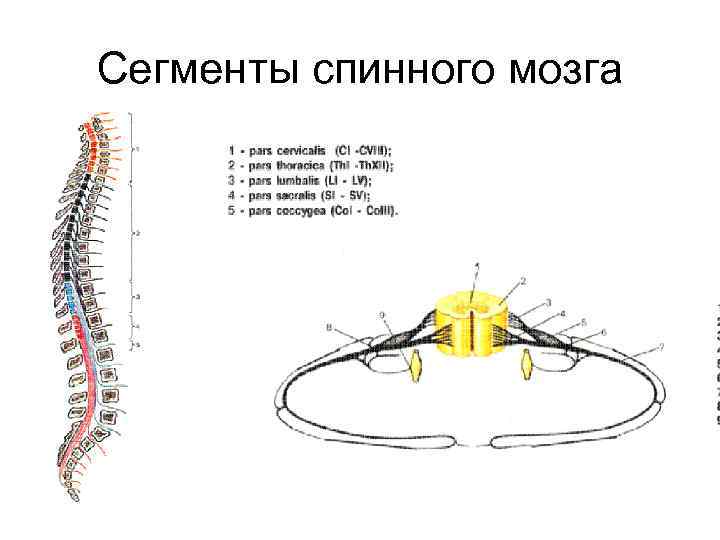 Схема сегмента спинного мозга