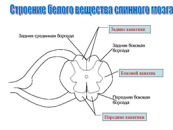 Задние канатики Задняя срединная борозда Задняя боковая борозда Боковой канатик Передняя боковая борозда Передние