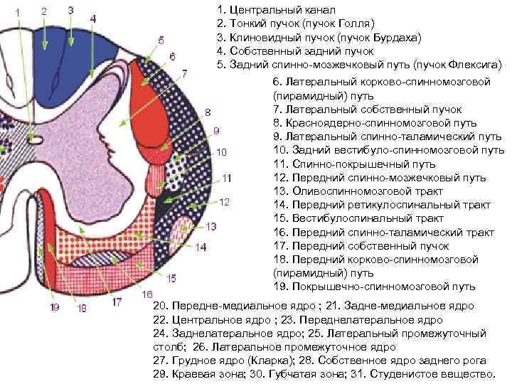 Пучок бурдаха и голля схема