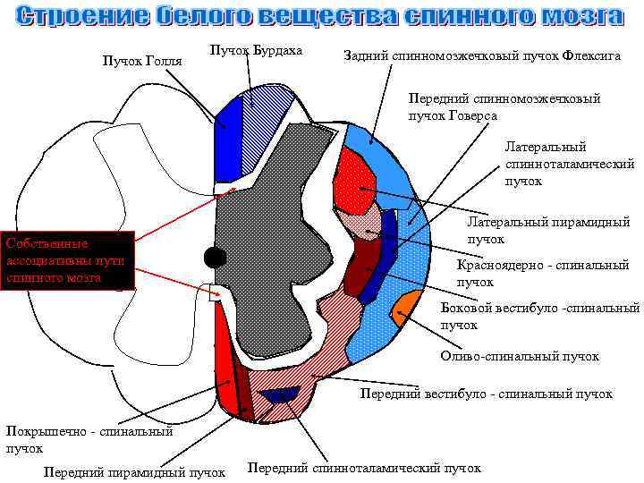 Пучок бурдаха и голля схема