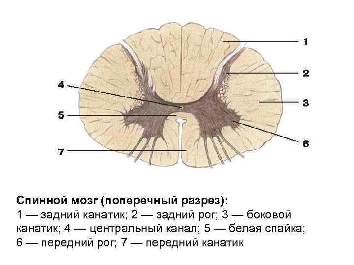 Спинной мозг (поперечный разрез): 1 — задний канатик; 2 — задний рог; 3 —