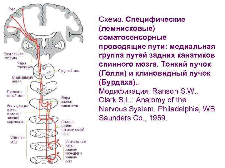 Пучок бурдаха и голля схема