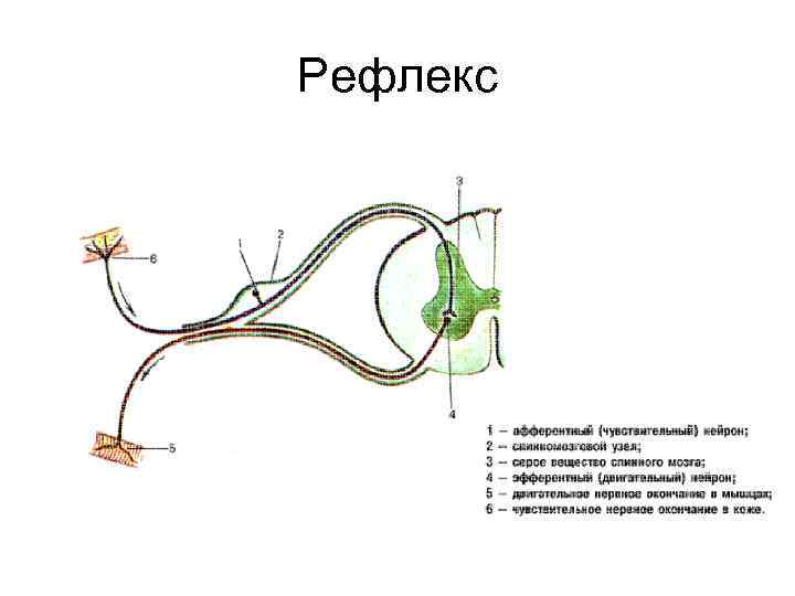 Рефлекс 