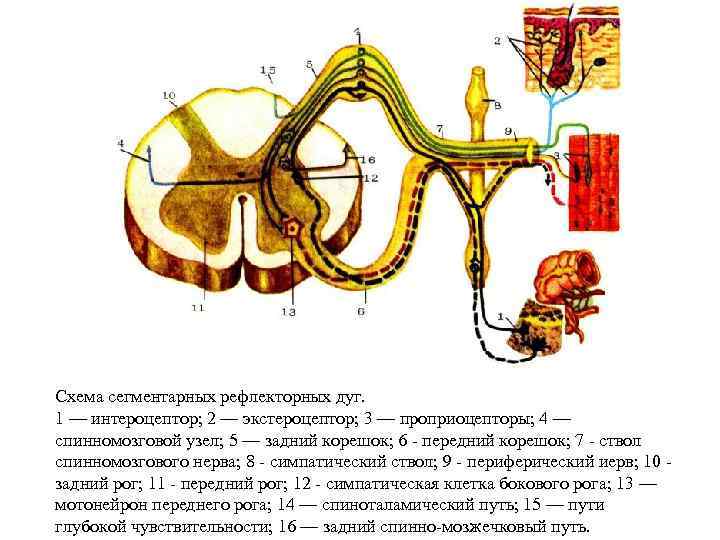 Схема сегментарных рефлекторных дуг. 1 — интероцептор; 2 — экстероцептор; 3 — проприоцепторы; 4