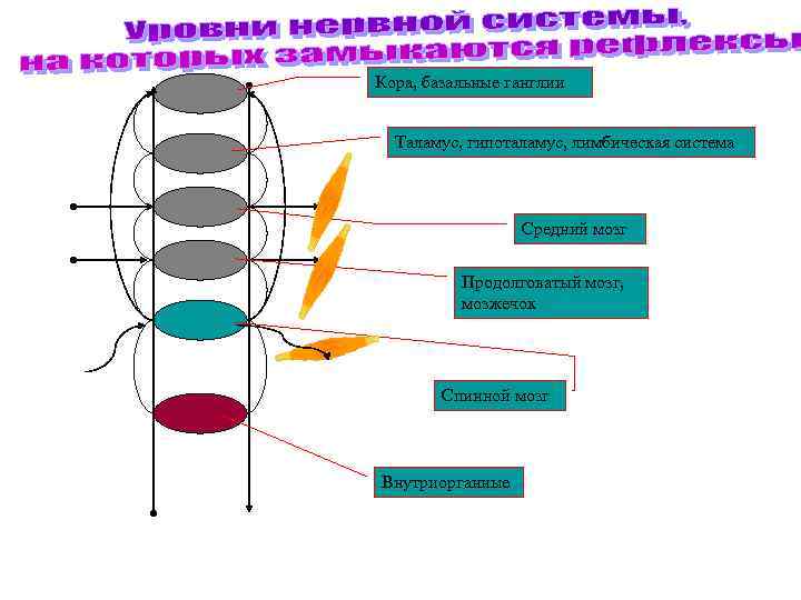 Кора, базальные ганглии Таламус, гипоталамус, лимбическая система Средний мозг Продолговатый мозг, мозжечок Спинной мозг