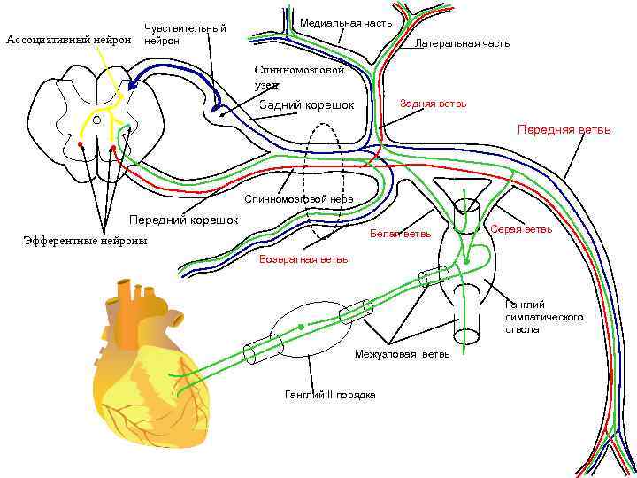 Ассоциативный нейрон Чувствительный нейрон Медиальная часть Латеральная часть Спинномозговой узел Задняя ветвь Задний корешок