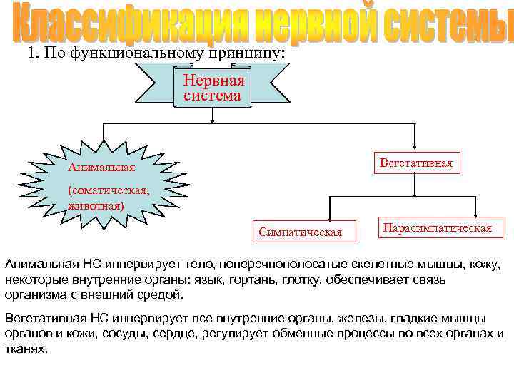 1 функциональный принцип