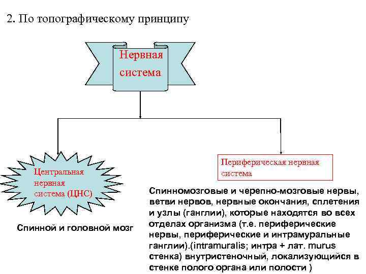 2. По топографическому принципу Нервная система Центральная нервная система (ЦНС) Спинной и головной мозг