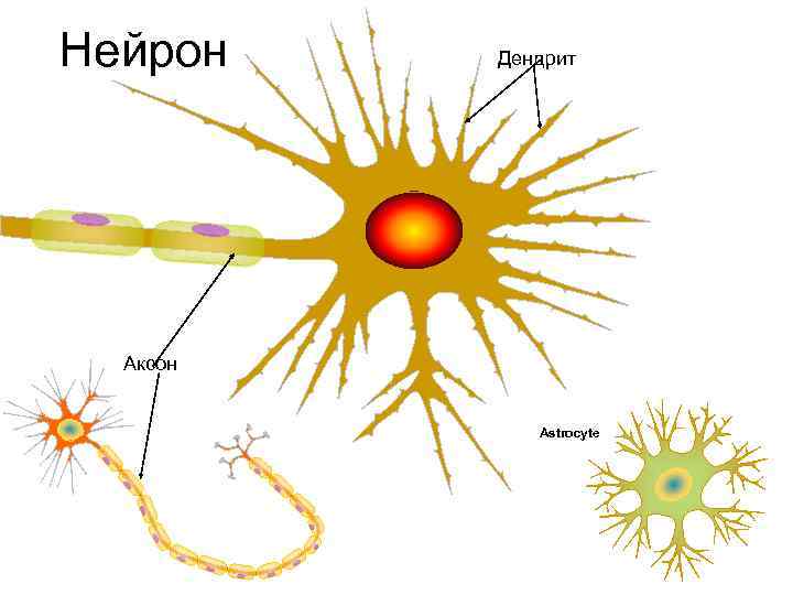 Нейрон Дендрит Аксон Neuron Astrocyte 