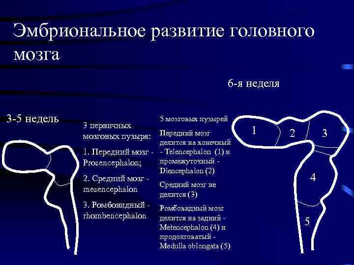 Развитие головного мозга