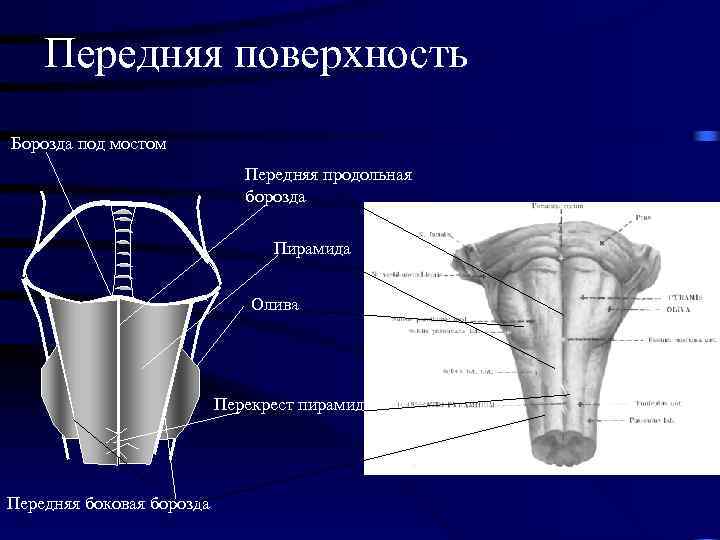 Передняя поверхность Борозда под мостом Передняя продольная борозда Пирамида Олива Перекрест пирамид Передняя боковая