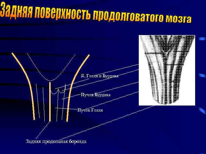 Продольная бороздка