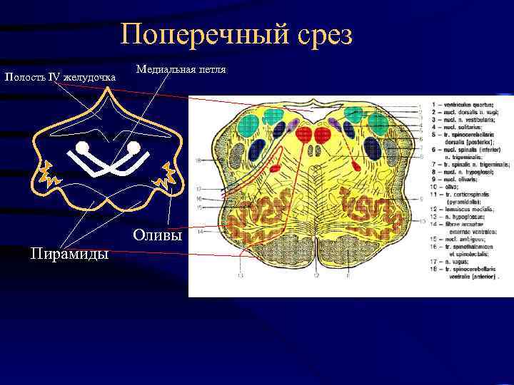 Поперечный срез Полость IV желудочка Медиальная петля Оливы Пирамиды 