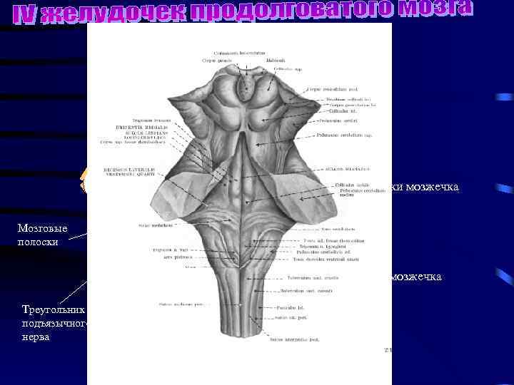 Передние ножки мозжечка Срединная борозда Срединное возвышение Верхушка Средние ножки мозжечка Мозговые полоски Задние