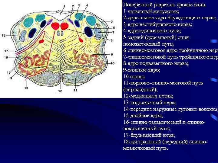 Поперечный разрез на уровне олив. 1 -четвертый желудочек; 2 -дорсальное ядро блуждающего нерва; 3