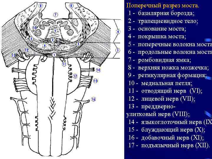 Поперечный разрез моста. 1 - базилярная борозда; 2 - трапециевидное тело; 3 - основание