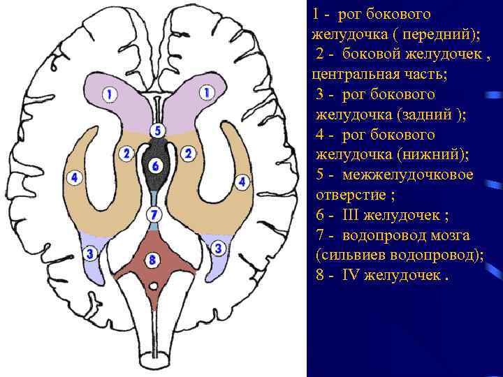 1 - рог бокового желудочка ( передний); 2 - боковой желудочек , центральная часть;