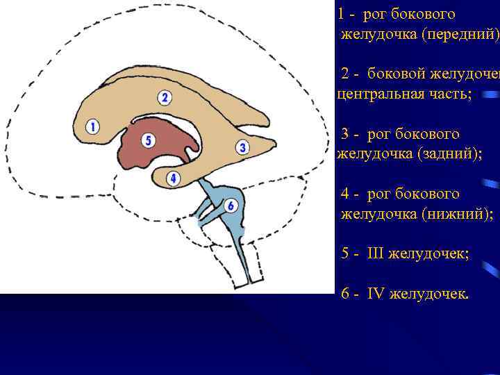 1 - рог бокового желудочка (передний) 2 - боковой желудочек центральная часть; 3 -