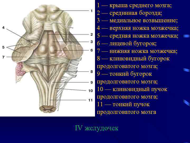 Верхние холмики мозга. Крыша среднего мозга (пластинка четверохолмия). Наружное строение среднего мозга анатомия. Строение продолговатого и среднего мозга. Пластинка крыши среднего мозга латынь.