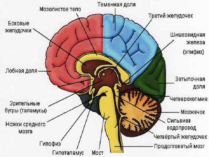 Мозг и музыка фото