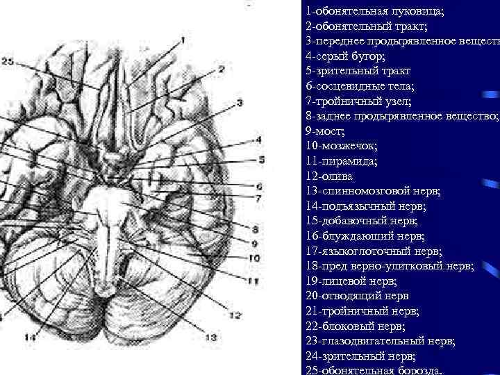 1 -обонятельная луковица; 2 -обонятельный тракт; 3 -переднее продырявленное веществ 4 -серый бугор; 5