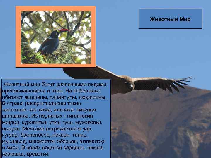 Животный Мир Животный мир богат различными видами пресмыкающихся и птиц. На побережье обитают ящерицы,