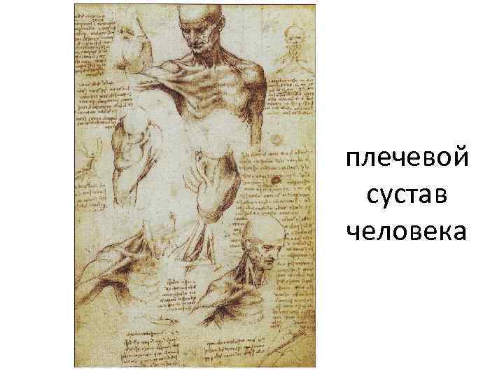 плечевой сустав человека 