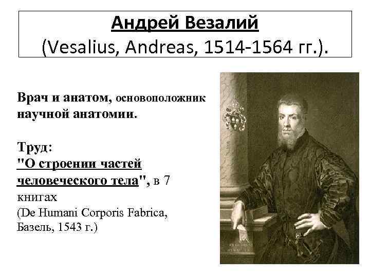 Андрей Везалий (Vesalius, Andreas, 1514 -1564 гг. ). Врач и анатом, основоположник научной анатомии.