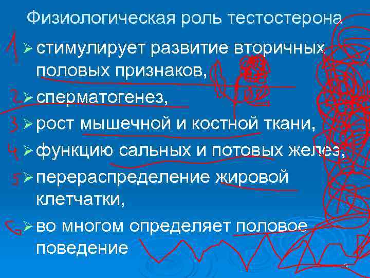 Физиологическая роль тестостерона Ø стимулирует развитие вторичных половых признаков, Ø сперматогенез, Ø рост мышечной