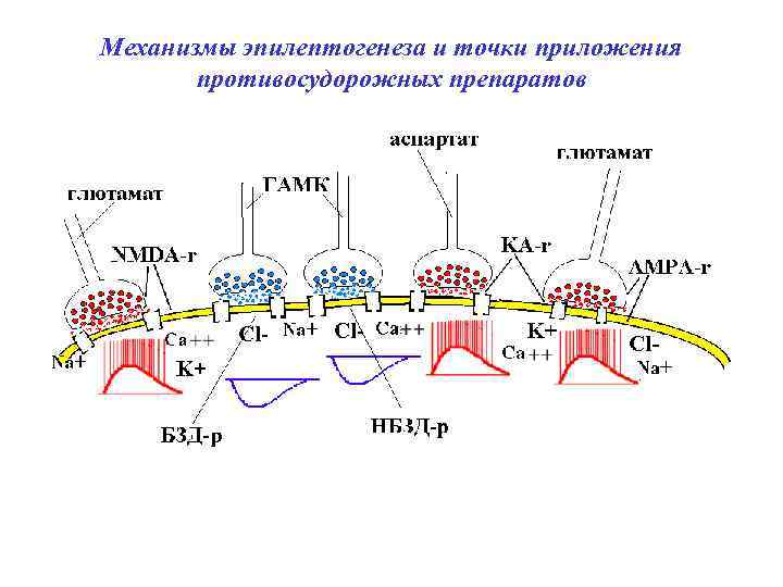 Механизмы эпилептогенеза и точки приложения противосудорожных препаратов 