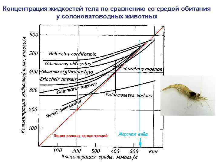 Концентрация жидкостей тела по сравнению со средой обитания у солоноватоводных животных 