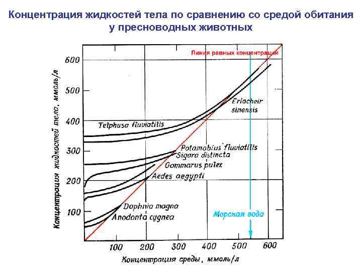 Концентрация жидкостей тела по сравнению со средой обитания у пресноводных животных 