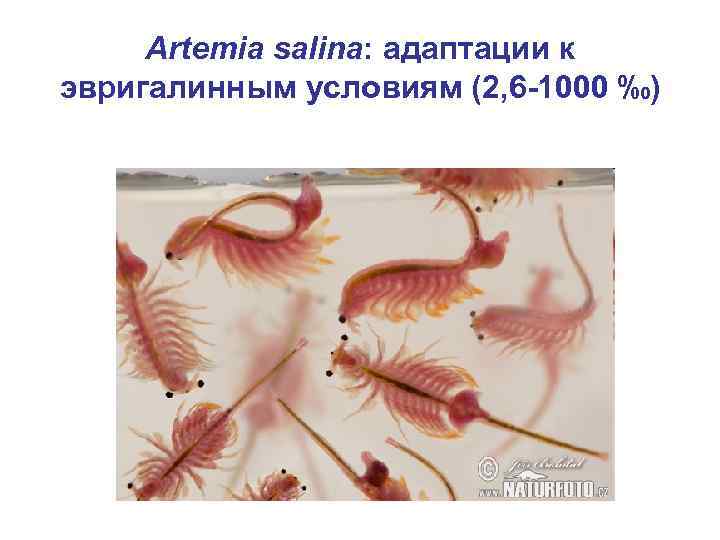 Artemia salina: адаптации к эвригалинным условиям (2, 6 -1000 ‰) 