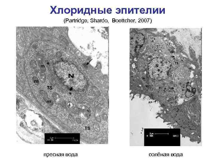 Хлоридные эпителии (Partridge, Shardo, Boettcher, 2007) пресная вода солёная вода 