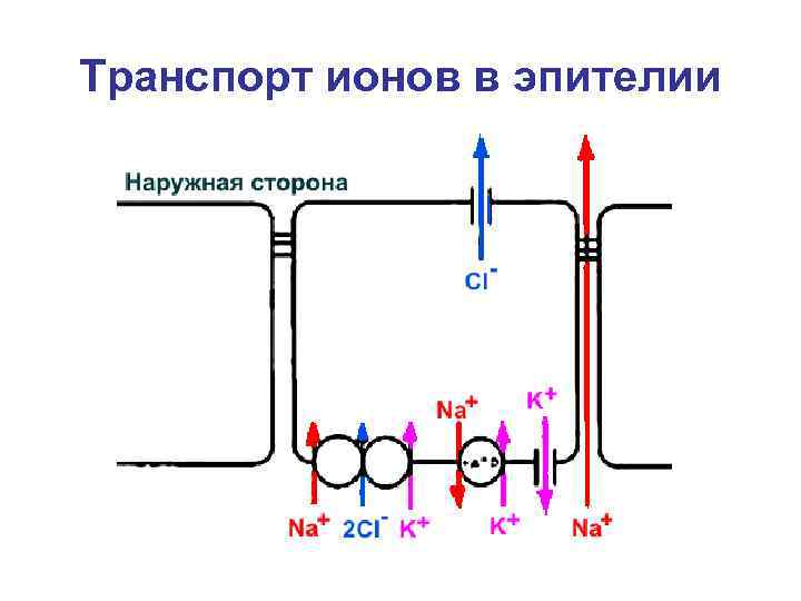 Транспорт ионов в эпителии 