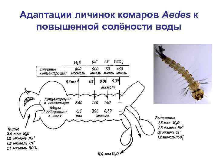 Адаптации личинок комаров Aedes к повышенной солёности воды 