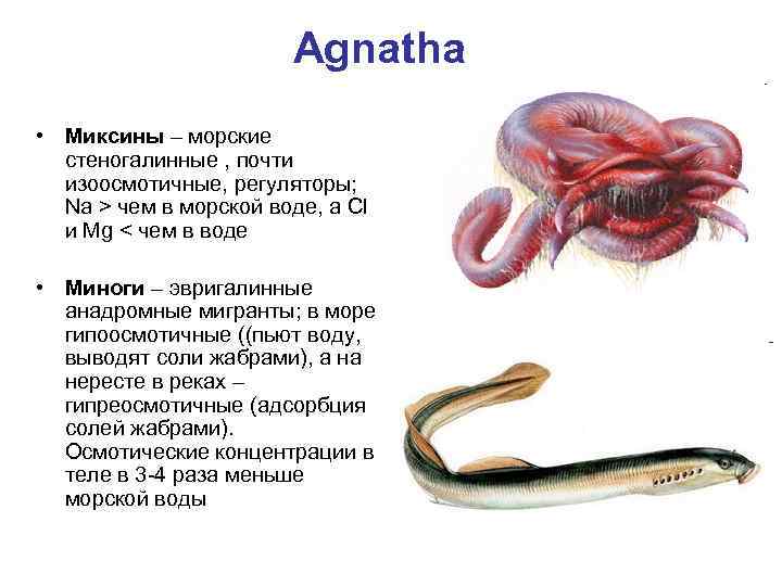 Agnatha • Миксины – морские стеногалинные , почти изоосмотичные, регуляторы; Na > чем в