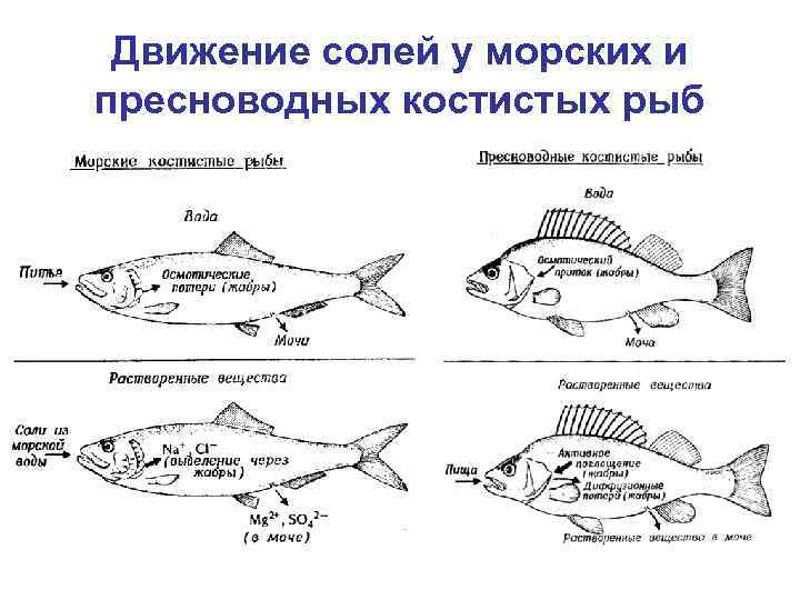 Продукт обмена веществ рыб. Водно солевой обмен у пресноводных и морских рыб. Водно солевой баланс у рыб. Водно солевой обмен у морских рыб. Водно-солевой обмен у морских хрящевых рыб.