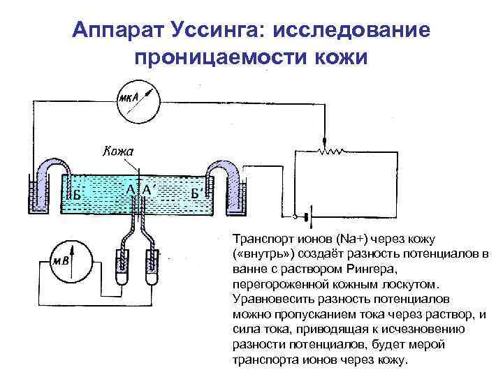 Аппарат Уссинга: исследование проницаемости кожи Транспорт ионов (Na+) через кожу ( «внутрь» ) создаёт