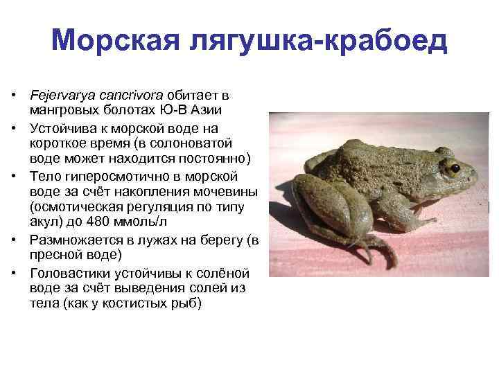 Гребнистая лягушка - 1485109